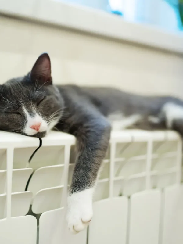 comfort-casa-gatto-riscaldamento